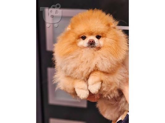 PoulaTo: Τέλειο θηλυκό Pomeranian